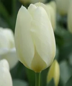 Future Forests Tulip Purissima Bulbs 13 Future Forests Tulip Purissima Bulbs