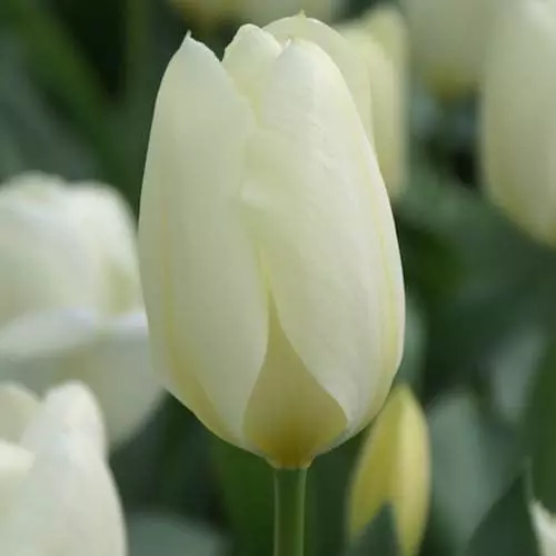 Future Forests Tulip Purissima Bulbs 6 Future Forests Tulip Purissima Bulbs