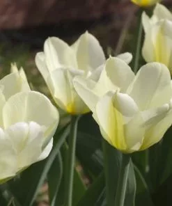 Future Forests Tulip Purissima Bulbs 14 Future Forests Tulip Purissima Bulbs