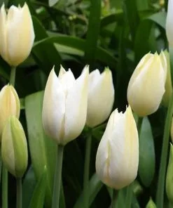 Future Forests Tulip Purissima Bulbs