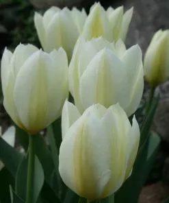 Future Forests Tulip Purissima Bulbs