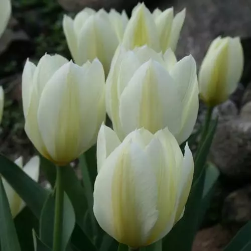 Future Forests Tulip Purissima Bulbs 4 Future Forests Tulip Purissima Bulbs