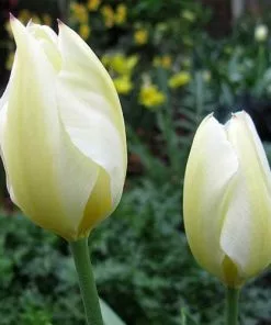 Future Forests Tulip Purissima Bulbs 15 Future Forests Tulip Purissima Bulbs