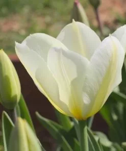 Future Forests Tulip Purissima Bulbs 16 Future Forests Tulip Purissima Bulbs