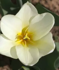 Future Forests Tulip Purissima Bulbs 17 Future Forests Tulip Purissima Bulbs