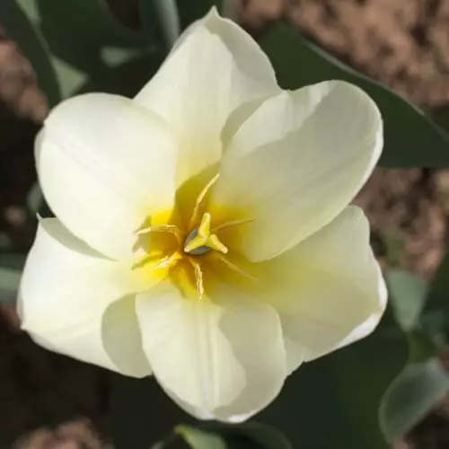 Future Forests Tulip Purissima Bulbs 10 Future Forests Tulip Purissima Bulbs