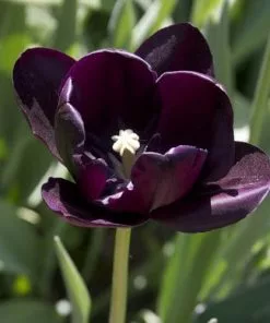 Future Forests Tulip Queen Of Night