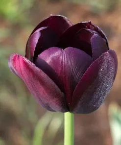 Future Forests Tulip Queen Of Night