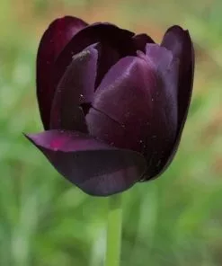 Future Forests Tulip Queen Of Night