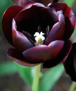 Future Forests Tulip Queen Of Night