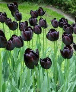 Future Forests Tulip Queen Of Night