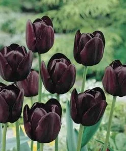 Future Forests Tulip Queen Of Night