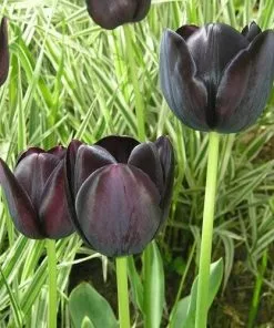 Future Forests Tulip Queen Of Night