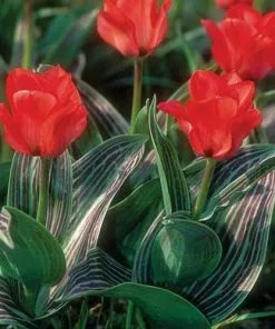 Future Forests Tulip Red Riding Hood