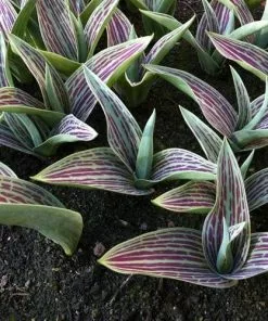 Future Forests Tulip Red Riding Hood