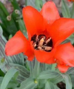 Future Forests Tulip Red Riding Hood