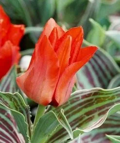 Future Forests Tulip Red Riding Hood