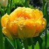 Future Forests Bulbs Tulip Double Sunlover