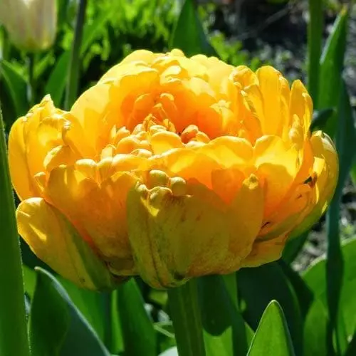 Future Forests Bulbs Tulip Double Sunlover 3 Future Forests Bulbs Tulip Double Sunlover