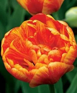 Future Forests Bulbs Tulip Double Sunlover 10 Future Forests Bulbs Tulip Double Sunlover