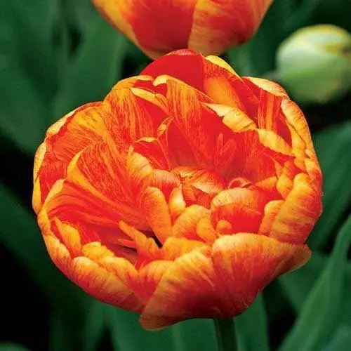 Future Forests Bulbs Tulip Double Sunlover 4 Future Forests Bulbs Tulip Double Sunlover