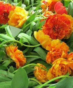 Future Forests Bulbs Tulip Double Sunlover 11 Future Forests Bulbs Tulip Double Sunlover