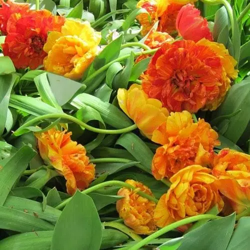 Future Forests Bulbs Tulip Double Sunlover 5 Future Forests Bulbs Tulip Double Sunlover