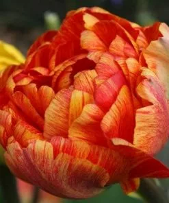 Future Forests Bulbs Tulip Double Sunlover 12 Future Forests Bulbs Tulip Double Sunlover