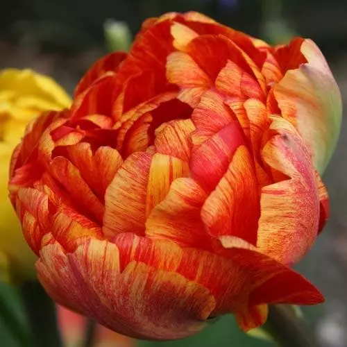 Future Forests Bulbs Tulip Double Sunlover 6 Future Forests Bulbs Tulip Double Sunlover
