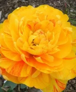 Future Forests Bulbs Tulip Double Sunlover 13 Future Forests Bulbs Tulip Double Sunlover