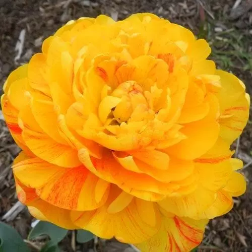 Future Forests Bulbs Tulip Double Sunlover 7 Future Forests Bulbs Tulip Double Sunlover