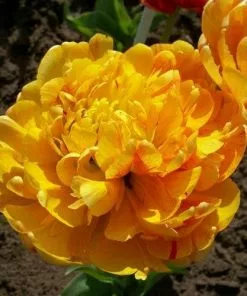 Future Forests Bulbs Tulip Double Sunlover 14 Future Forests Bulbs Tulip Double Sunlover