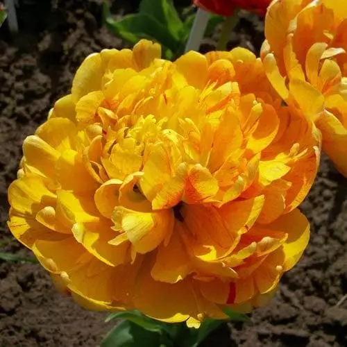 Future Forests Bulbs Tulip Double Sunlover 8 Future Forests Bulbs Tulip Double Sunlover