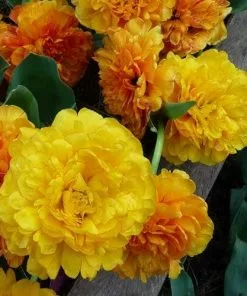 Future Forests Bulbs Tulip Double Sunlover 15 Future Forests Bulbs Tulip Double Sunlover