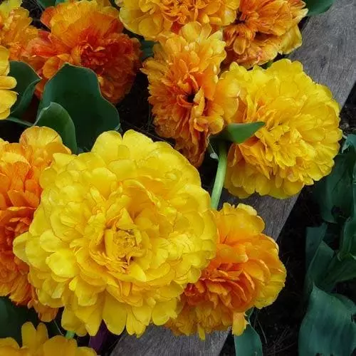 Future Forests Bulbs Tulip Double Sunlover 9 Future Forests Bulbs Tulip Double Sunlover