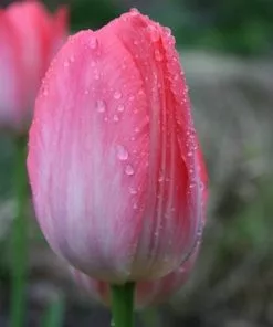 Future Forests Tulip Van Eijk Bulbs