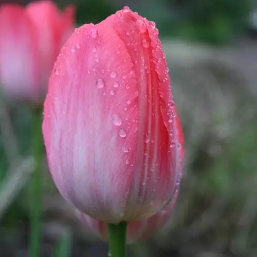 Future Forests Tulip Van Eijk Bulbs 3 Future Forests Tulip Van Eijk Bulbs