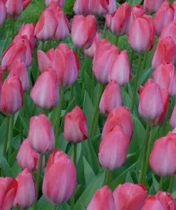 Future Forests Tulip Van Eijk Bulbs