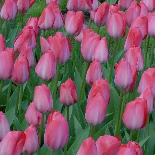 Future Forests Tulip Van Eijk Bulbs 4 Future Forests Tulip Van Eijk Bulbs