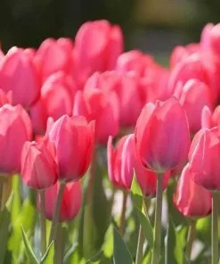 Future Forests Tulip Van Eijk Bulbs 9 Future Forests Tulip Van Eijk Bulbs