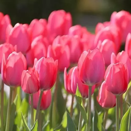 Future Forests Tulip Van Eijk Bulbs 6 Future Forests Tulip Van Eijk Bulbs