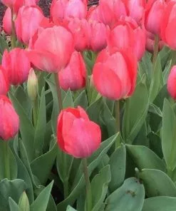 Future Forests Tulip Van Eijk Bulbs 8 Future Forests Tulip Van Eijk Bulbs