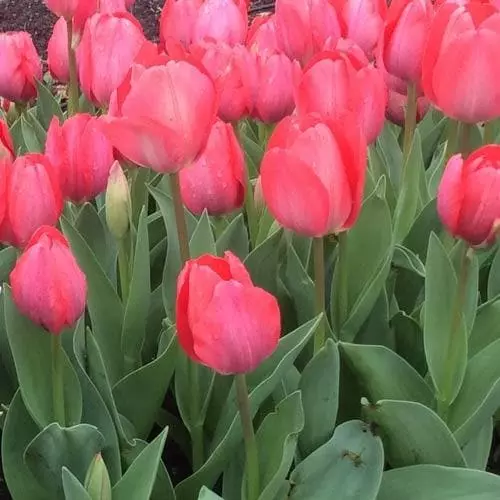 Future Forests Tulip Van Eijk Bulbs 5 Future Forests Tulip Van Eijk Bulbs