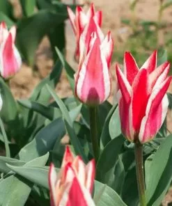 Future Forests Tulip Pinocchio Bulbs