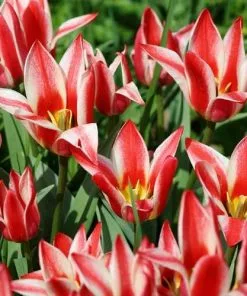 Future Forests Tulip Pinocchio Bulbs