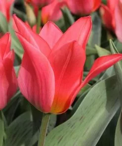 Future Forests Bulbs Tulip Toronto