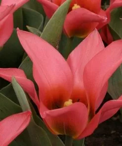 Future Forests Bulbs Tulip Toronto