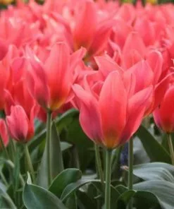 Future Forests Bulbs Tulip Toronto