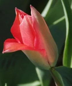 Future Forests Bulbs Tulip Toronto