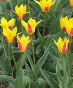 Future Forests Bulbs Tulip Giuseppe Verdi